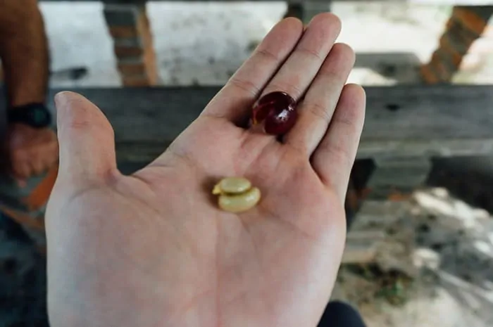 El Ocaso Coffee Farm Tour Salento Colombia