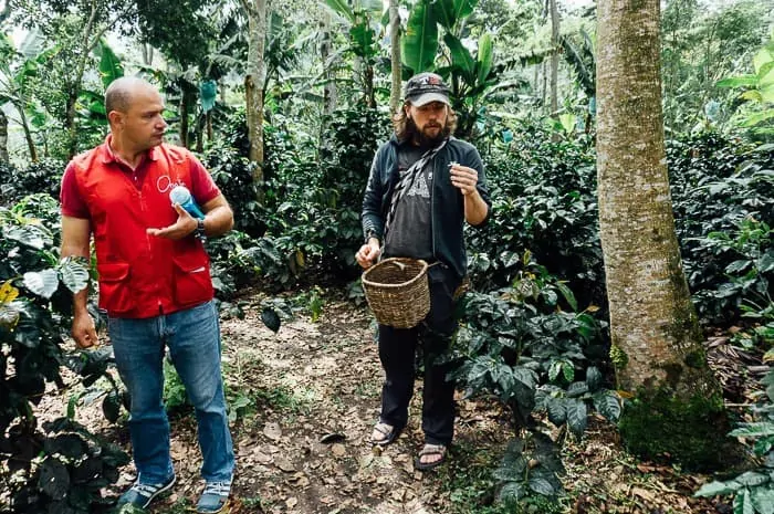 El Ocaso Coffee Farm Tour Salento Colombia