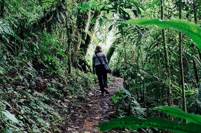 Hiking through small woods - Things to do in Manizales Colombia