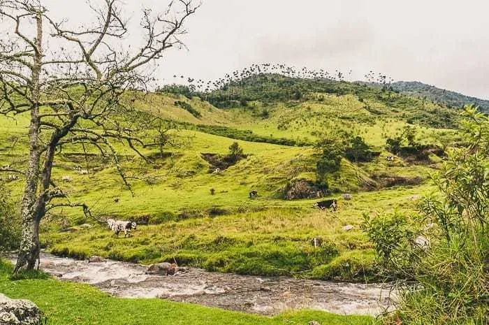 Hiking in Valle de Cocora near Salento, Colombia