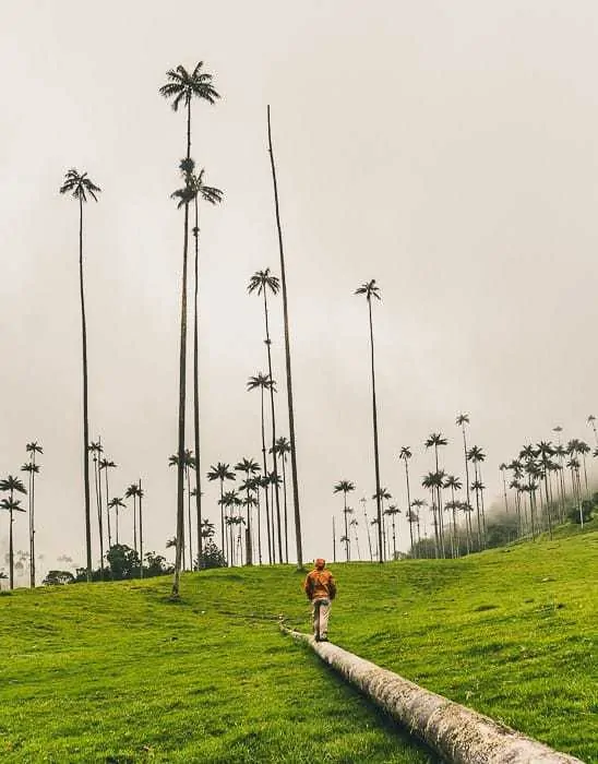 Hiking in the Cocora Valley near Salento, Colombia