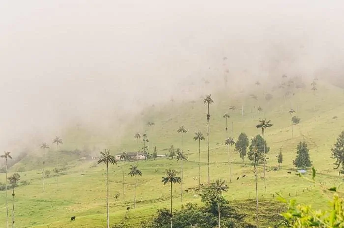 Hiking in Valle de Cocora near Salento, Colombia