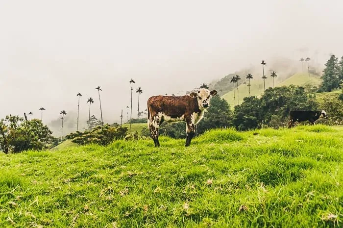 A cow in Cocora Valley near Salento, Colombia