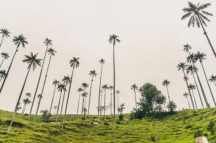 Hiking in Valle de Cocora near Salento, Colombia