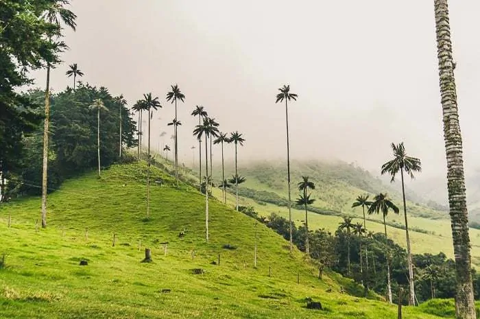 Hiking in Valle de Cocora near Salento, Colombia