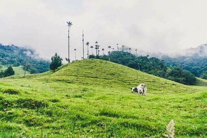 Hiking in Valle de Cocora near Salento, Colombia