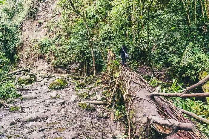 Hiking in Valle de Cocora near Salento, Colombia