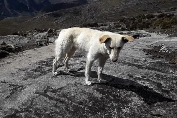 Perrito - Santa Cruz Trek