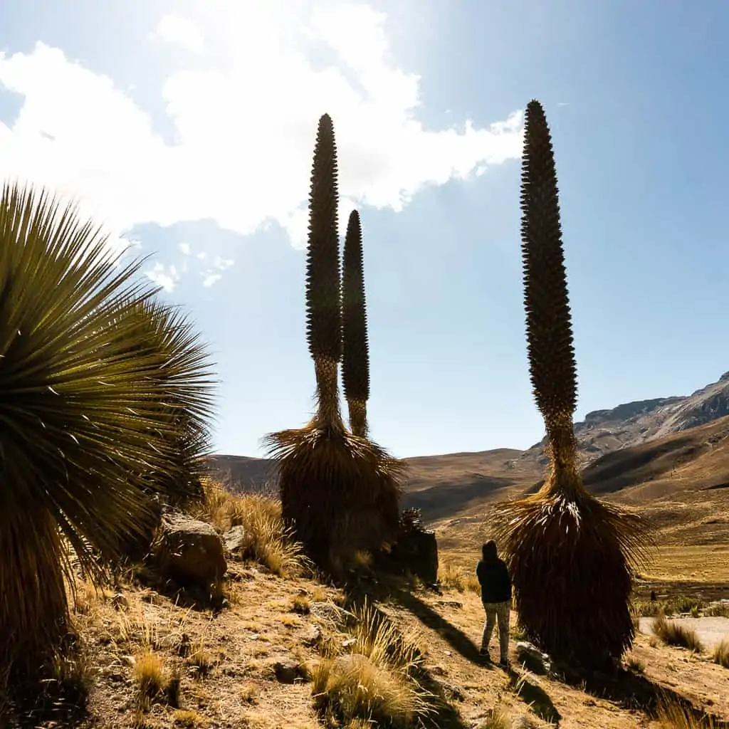 Puya Raimondi Plant Peru