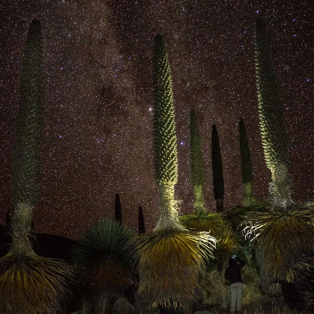 Puya Raimondi Plant Peru