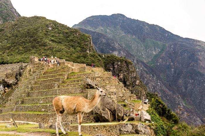 Llama en Machu Picchu - como llegar a Machu Picchu