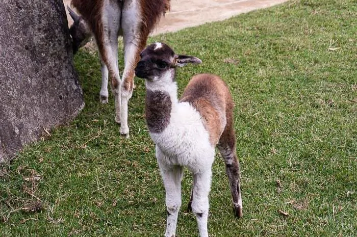 Llamas - Machu Picchu más barato