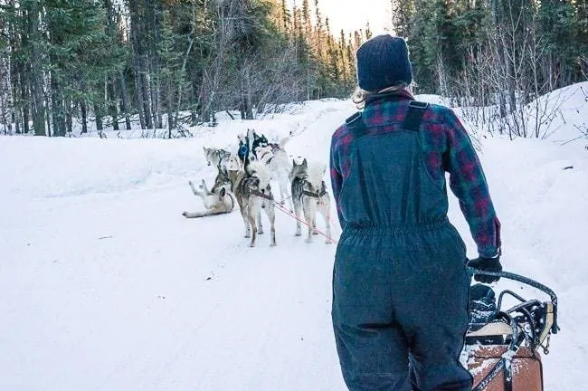 Alaska Dog Sledding Sirius Sled Dogs