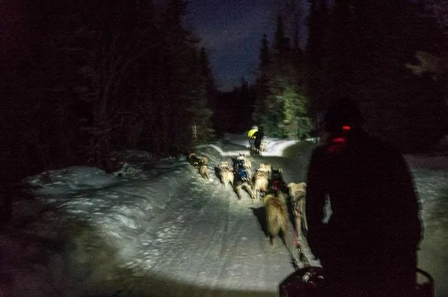 Alaska Dog Sledding Sirius Sled Dogs