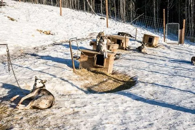 Alaska Dog Sledding Sirius Sled Dogs