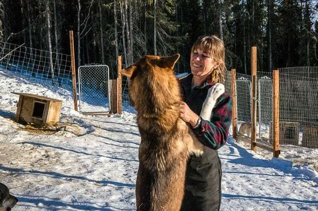 Alaska Dog Sledding Sirius Sled Dogs