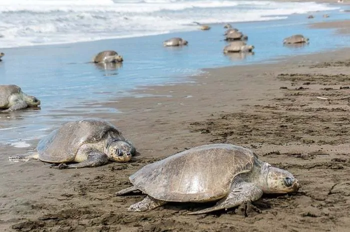 Tortugas Costa Rica - países de Centroamérica