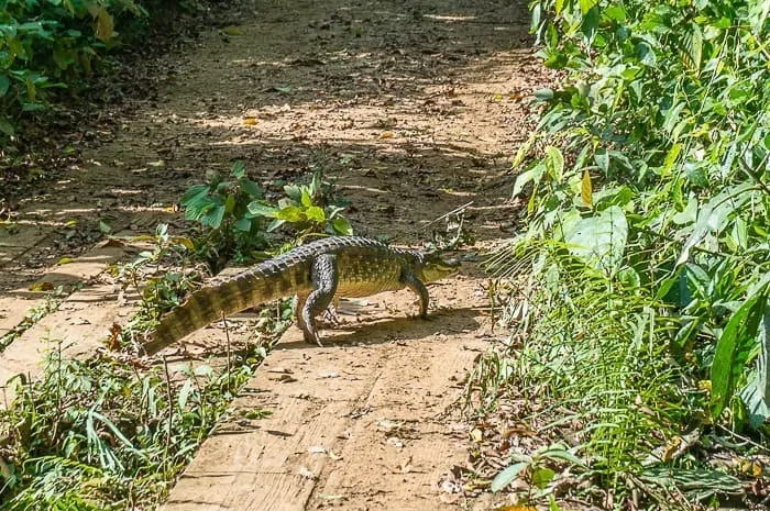 Iguana - países de Centroamérica