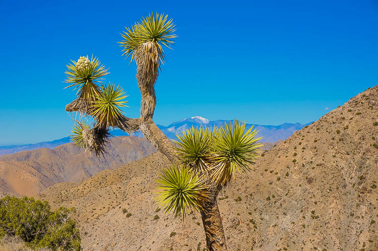 A Quick Guide to Joshua Tree National Park travel, north-america, california