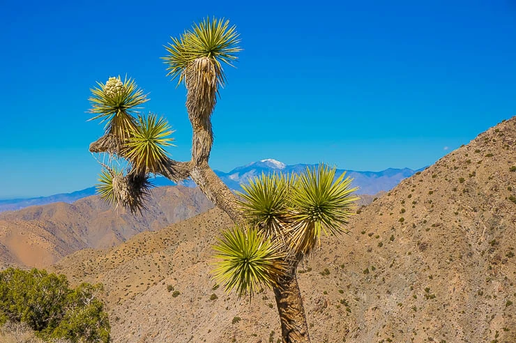 A Quick Guide to Joshua Tree National Park travel, north-america, california