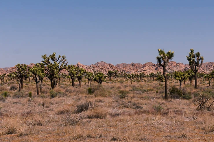 A Quick Guide to Joshua Tree National Park travel, north-america, california