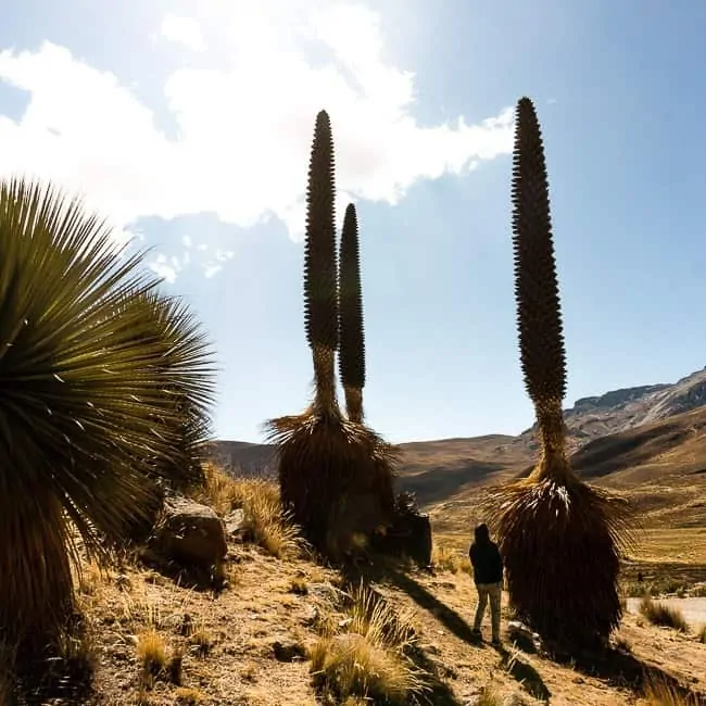 Puya Raimondi - lugares turísticos en Perú