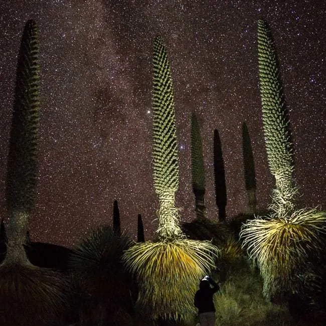 Puya Raimondi - lugares turísticos en Perú