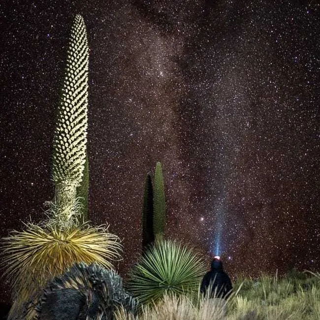 Puya Raimondi - lugares turísticos en Perú