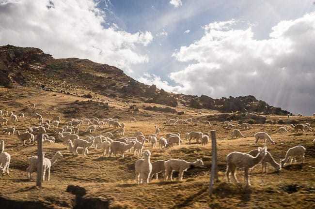 Llamas - lugares turísticos en Perú