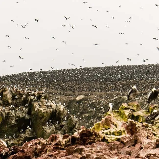 Islas Ballestas - lugares turísticos en Perú