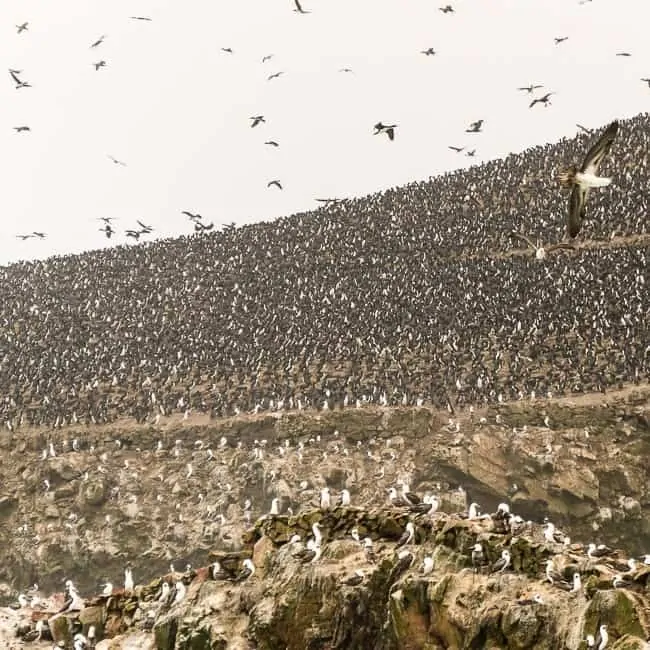 Ballestas - lugares turísticos en Perú