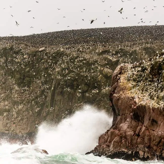 Islas Ballestas - lugares turísticos en Perú