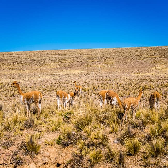 61 Photos to Inspire Your Next Trip to Peru