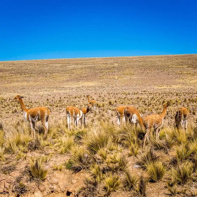 Llamas - lugares turísticos en Perú