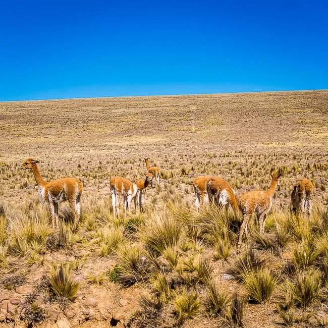 61 Photos to Inspire Your Next Trip to Peru