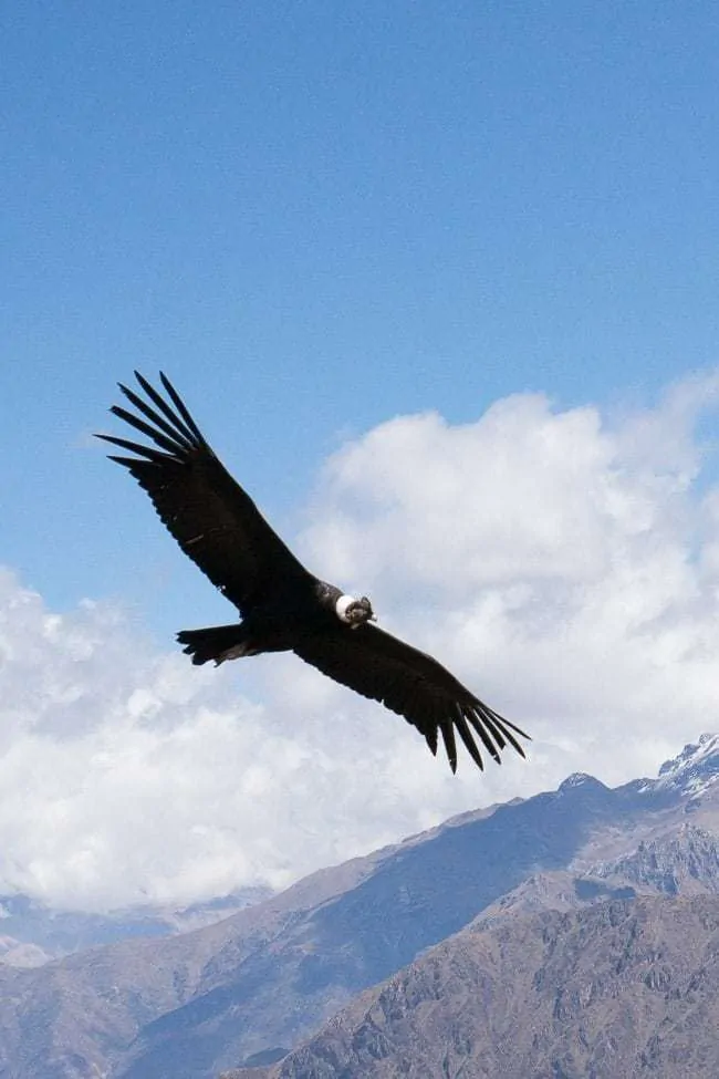 Colca - lugares turísticos en Perú