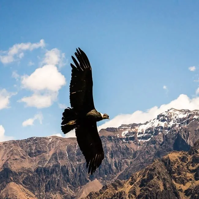 Colca - lugares turísticos en Perú