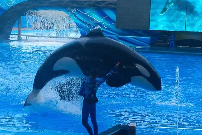 Seaworld orca show - Places to Visit in Orlando Florida