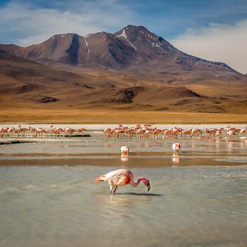 Wild flamingos at 14,000 feet in Bolivia