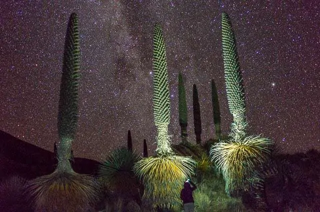 Puya Raimondii - cordillera blanca