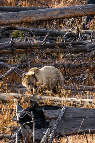 Grizzly bear in Yellowstone National Park