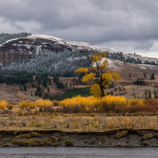 Fall colors in Yellowstone National Park