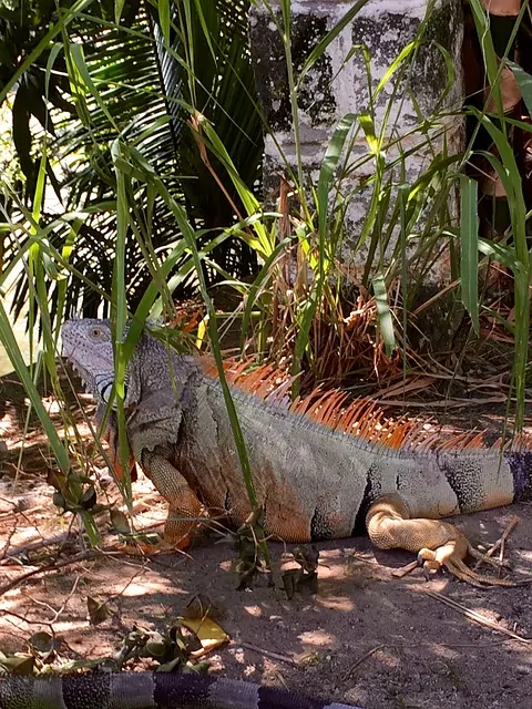 puerto vallarta tours iguana animal sanctuary