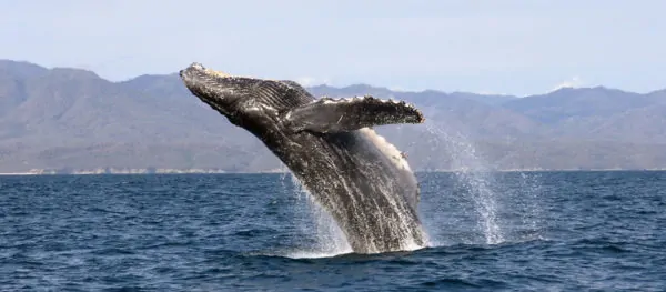 puerto vallarta tours whale watching