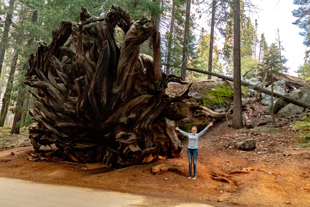 best US national parks to visit in spring sequoia NP