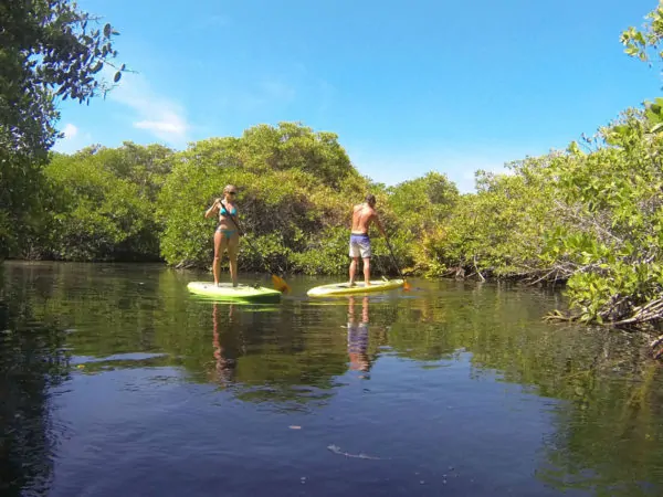 best tulum tours paddleboarding mangroves 02