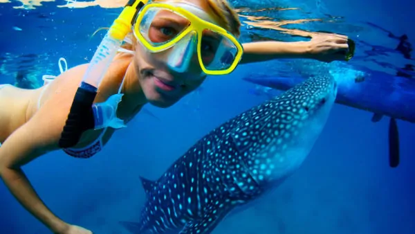 best cancun tours swim with whale sharks