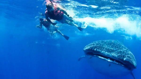 best cancun tours swim with whale sharks