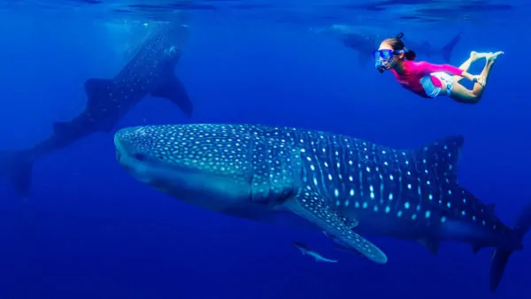 best cancun tours swim with whale sharks