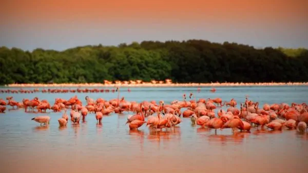 best cancun tours yucatan rio lagartos coloradas ek balam cenote